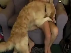 Inviting dark brown bitch on her knees engulfing her chap during the time that being satisfied by the family pet